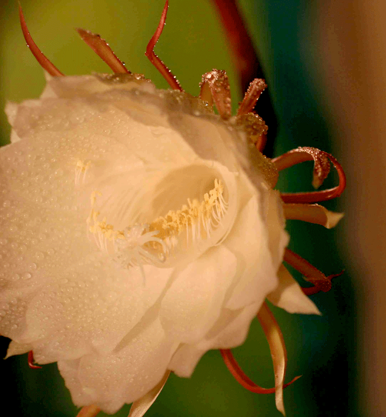 Cereus flower